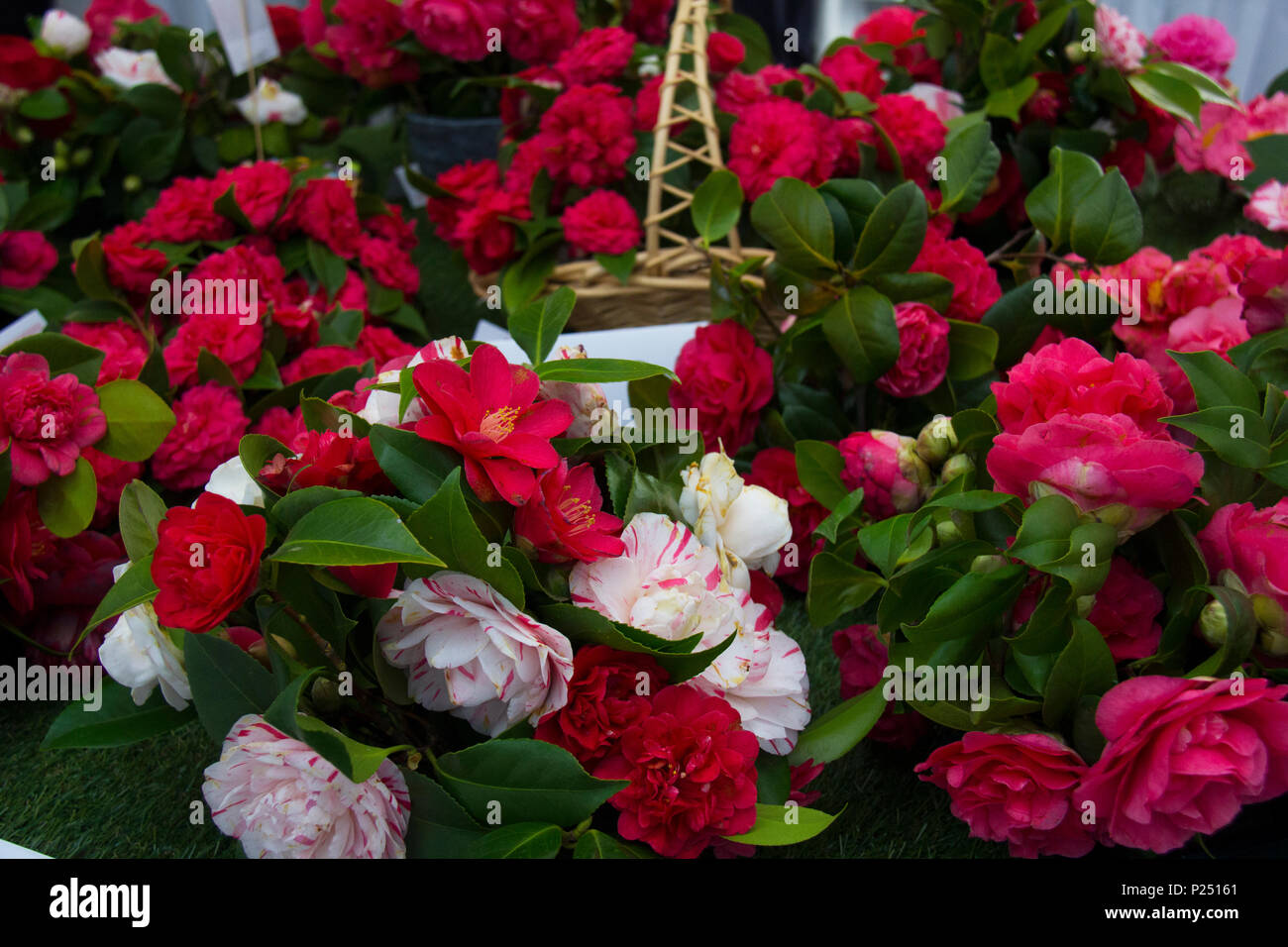 Beautiful Camellias blooming with dark green leaves Stock Photo Alamy
