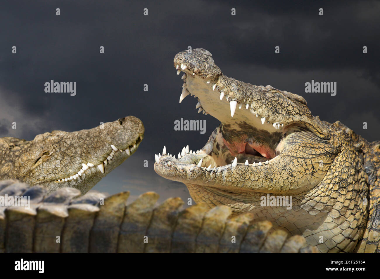 Two crocodiles threaten themselves, Crocodylus porosus Stock Photo