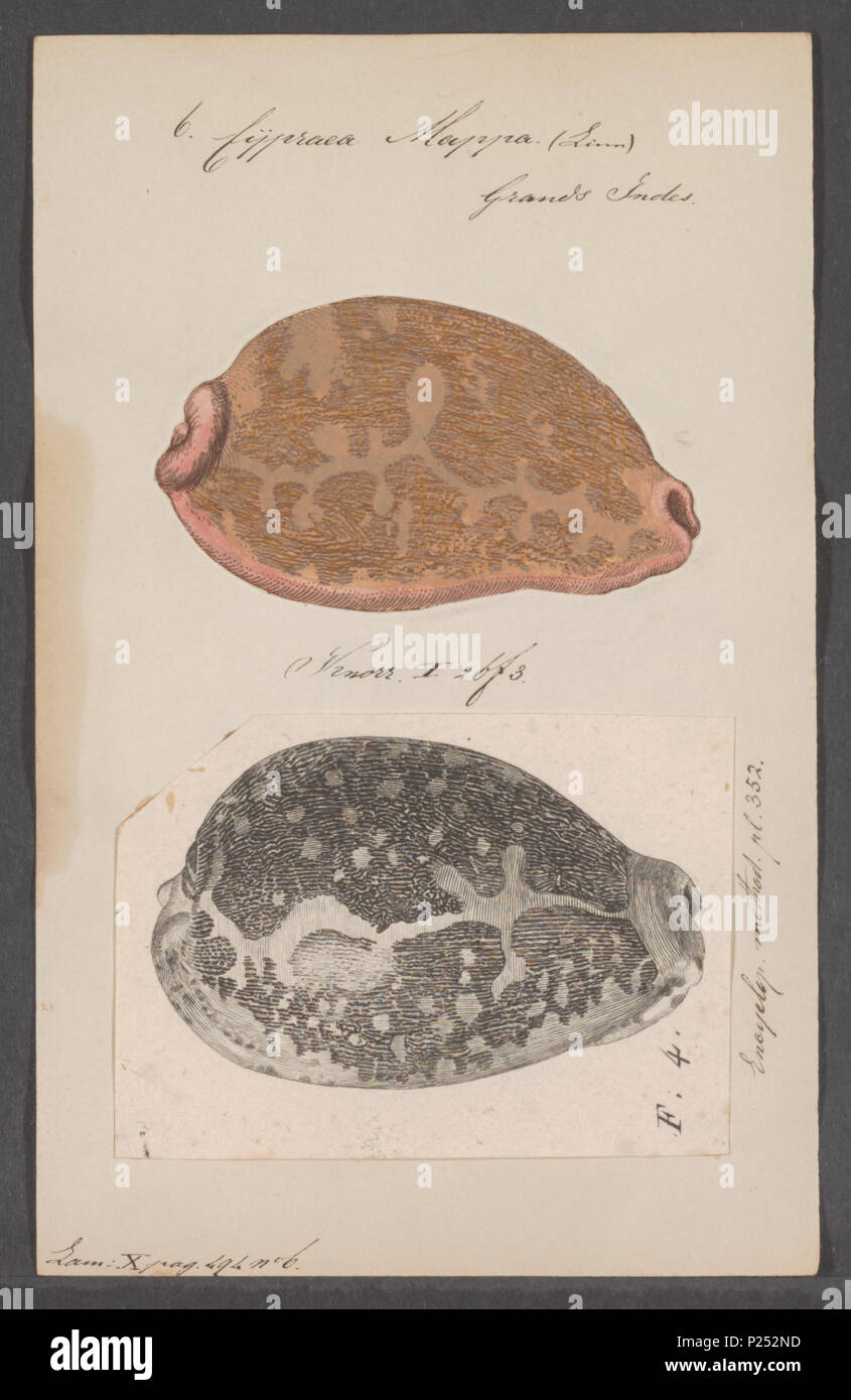 . Cypraea mappa  73 Cypraea mappa - - Print - Iconographia Zoologica - Special Collections University of Amsterdam - UBAINV0274 088 02 0022 Stock Photo