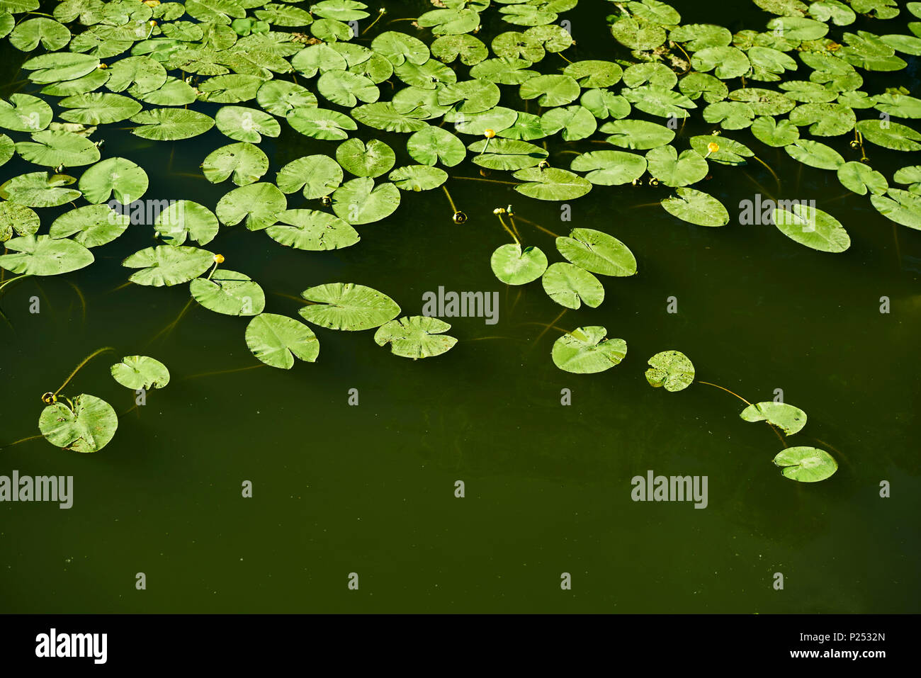 A lot of water lily leaves green on the water surface of waters, bird's-eye view Stock Photo