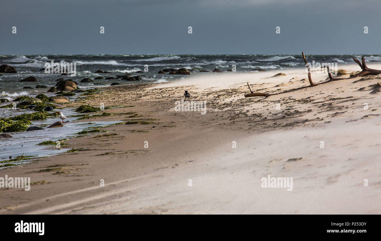 sand drift on the beach while storm Stock Photo