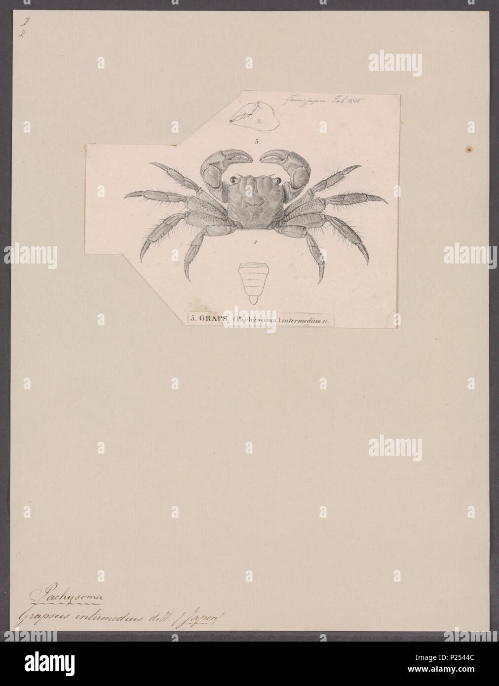 . Grapsus intermedius  142 Grapsus intermedius - - Print - Iconographia Zoologica - Special Collections University of Amsterdam - UBAINV0274 094 05 0006 Stock Photo