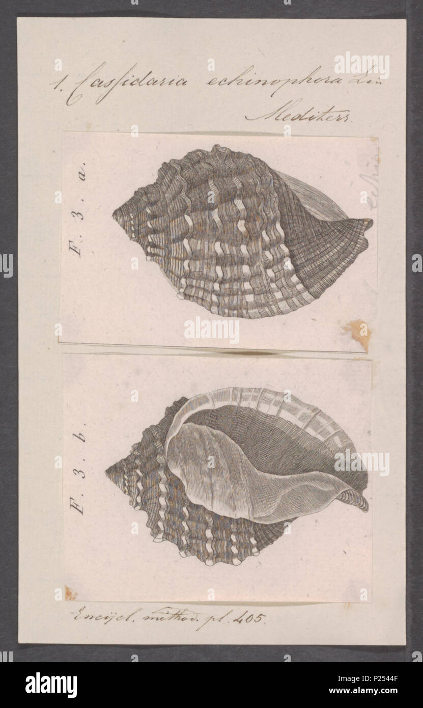 . Cassidaria echinophora  53 Cassidaria echinophora - - Print - Iconographia Zoologica - Special Collections University of Amsterdam - UBAINV0274 074 03 0004 Stock Photo
