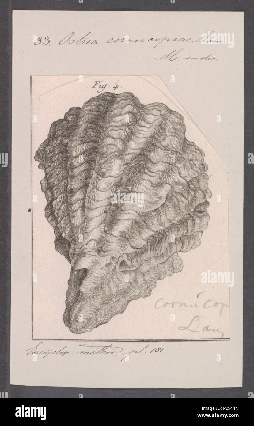 Ostrea cornucopiae hi-res stock photography and images - Alamy