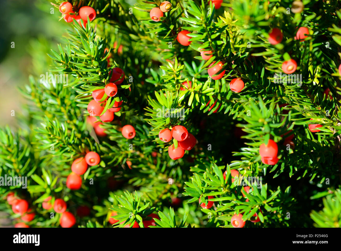European yew, Taxus baccata Stock Photo