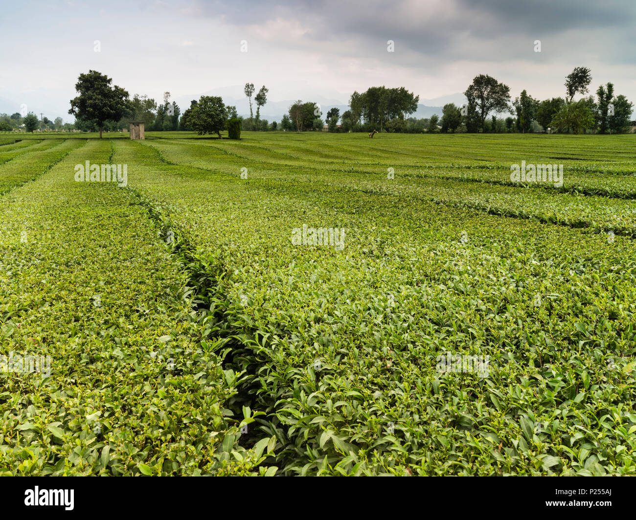 Gilan tea hi-res stock photography and images - Alamy