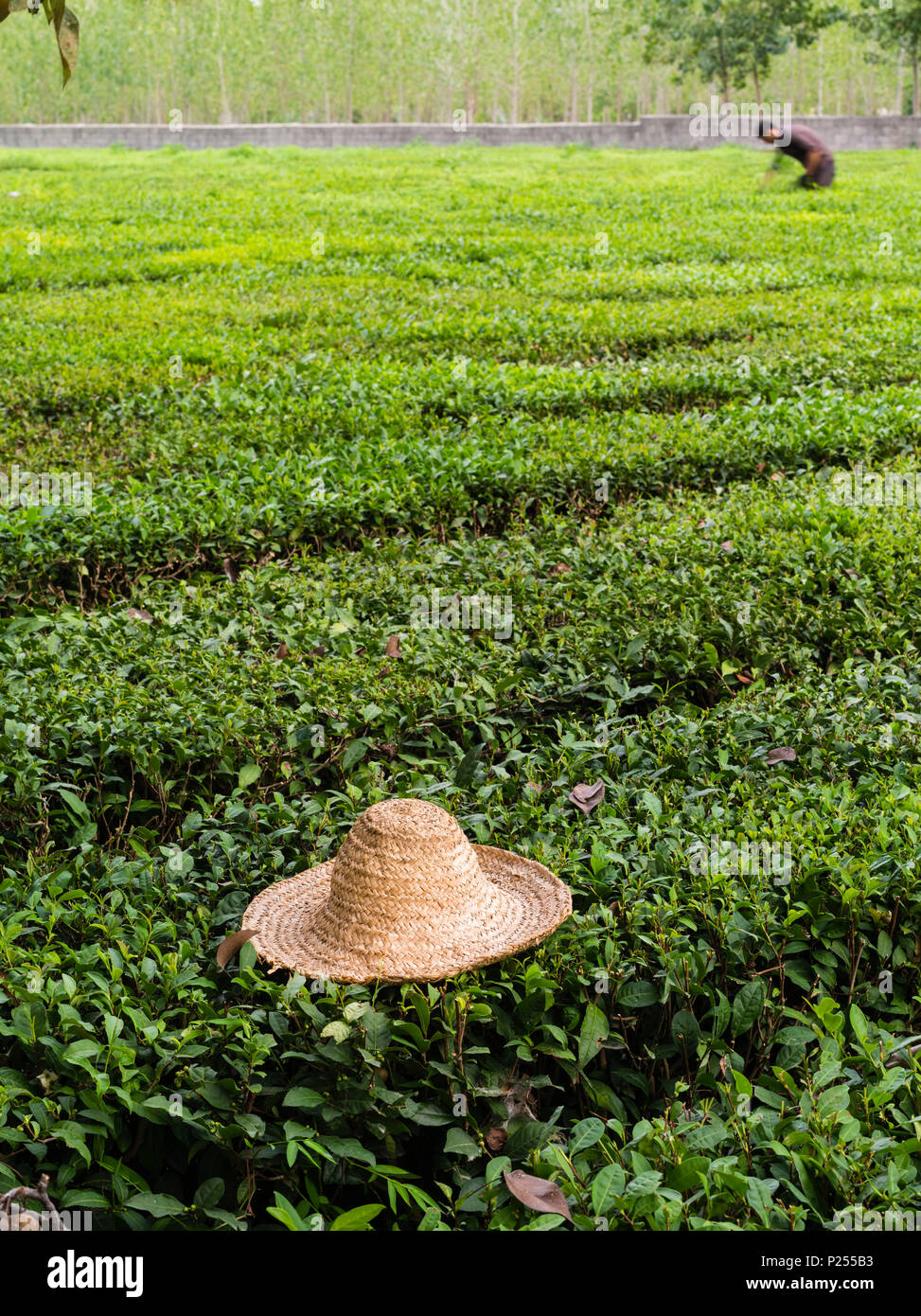 Gilan tea hi-res stock photography and images - Alamy