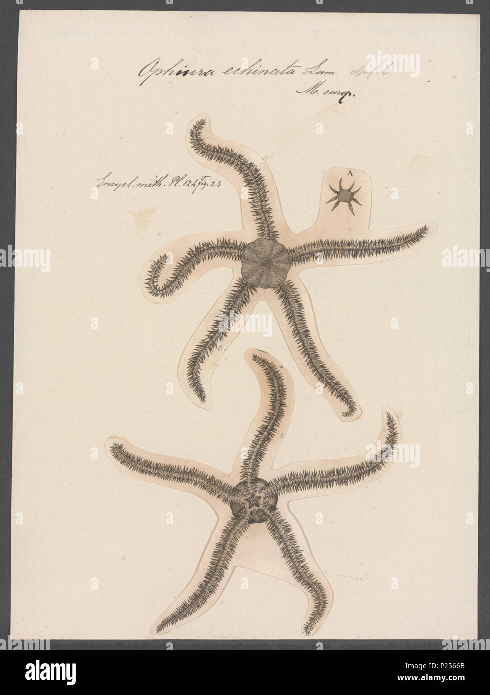 . Ophiura echinata 212 Ophiura echinata - - Print - Iconographia ...
