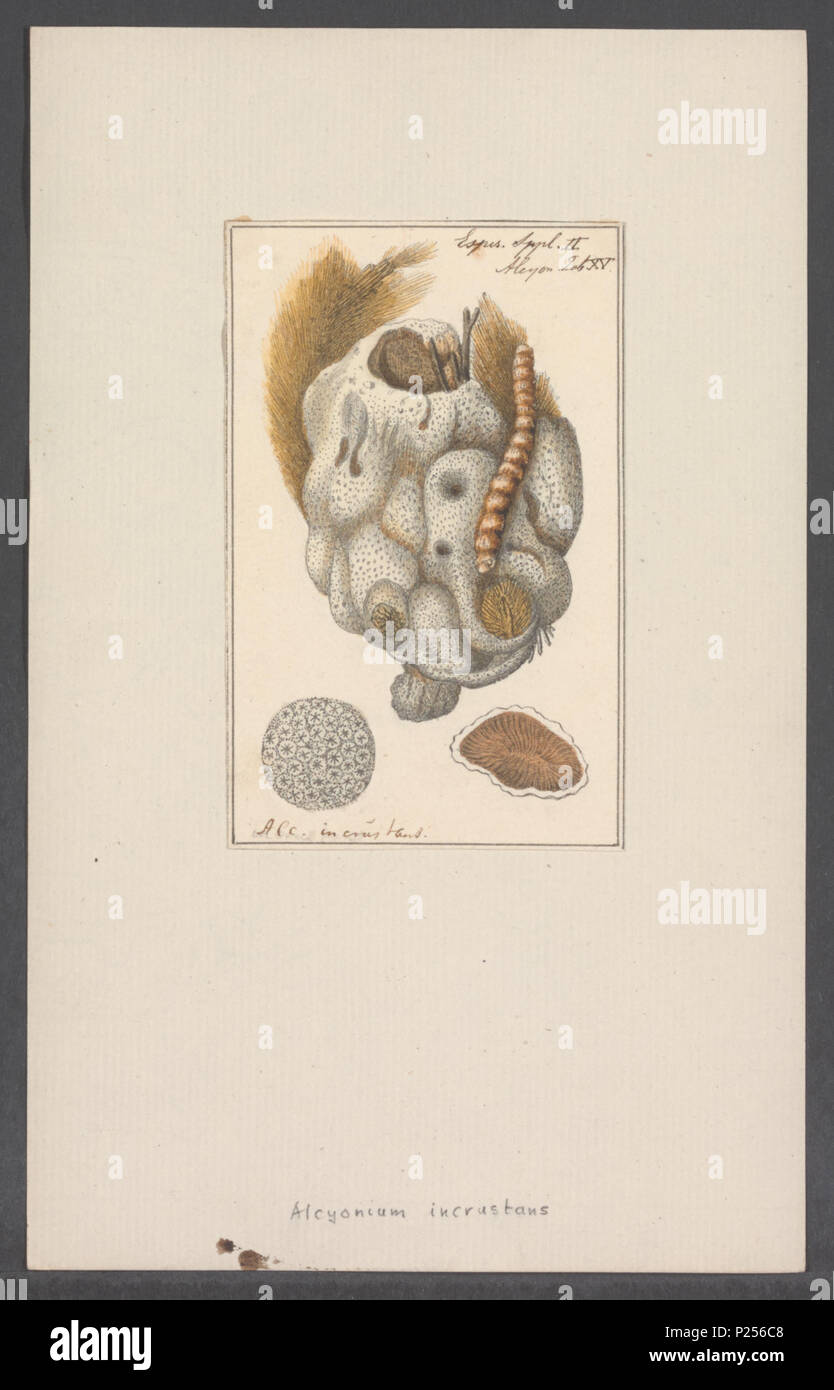 . Alcyonium incrustans  14 Alcyonium incrustans - - Print - Iconographia Zoologica - Special Collections University of Amsterdam - UBAINV0274 109 01 0015 Stock Photo