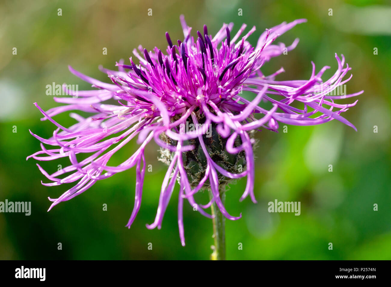 Greater Knapweed (centaurea scabiosa), close up of a single flower showing detail. Stock Photo