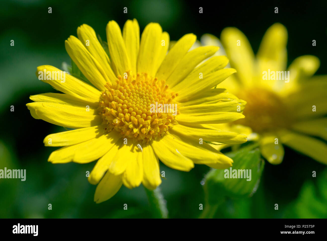 Leopard's-bane (doronicum pardalianches), close up on one flower out of two showing detail. Stock Photo