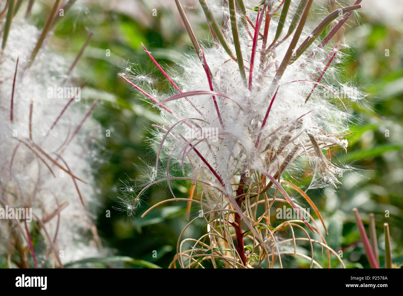 ros graines fireweed Chamaenerion angustifolium seeds great willowherb ros graines fireweed Chamaenerion angustifolium seeds great willowherb