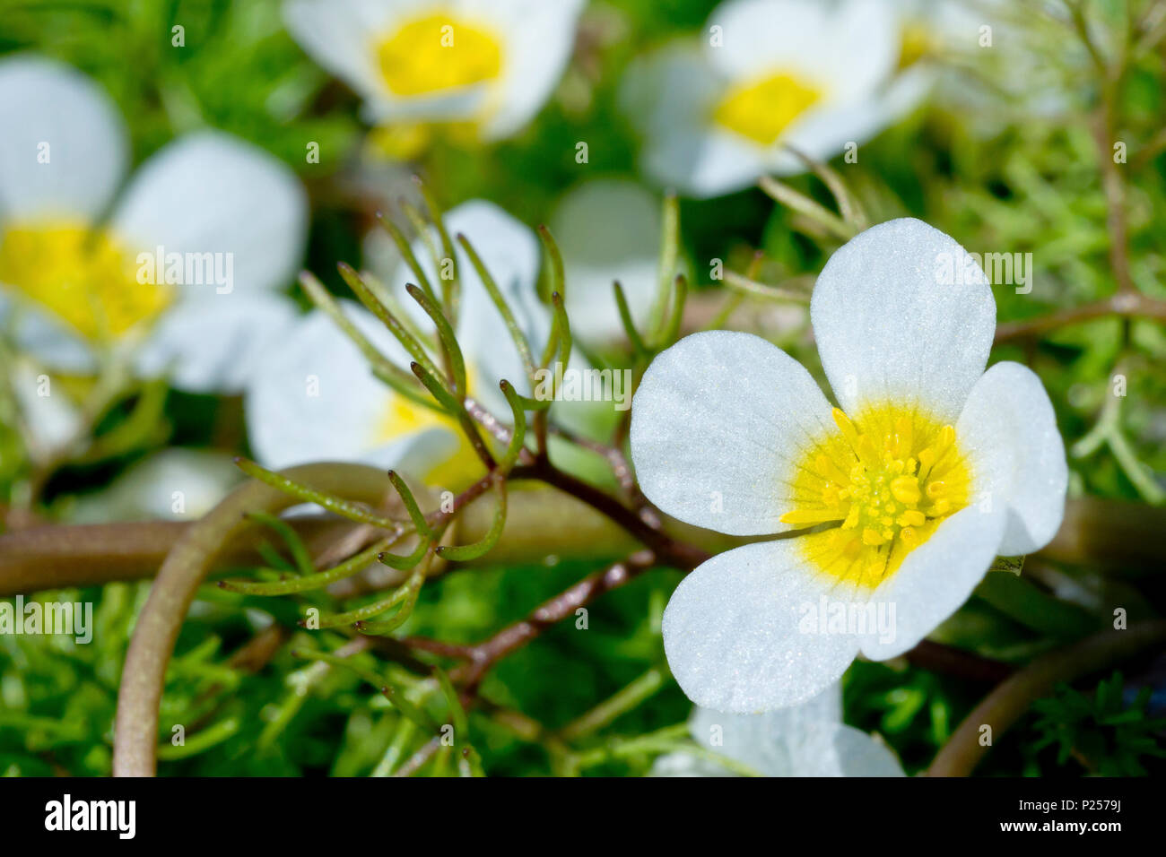 Water-crowfoot (ranunculus aquatilis), close up of a single flower amongst many showing detail. Stock Photo