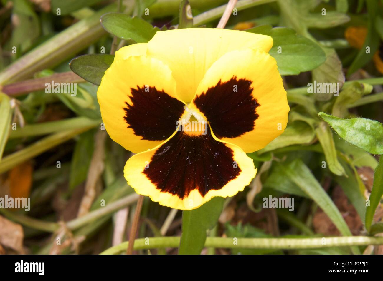 A yellow pansy, also known as viola x wittrockiana and viola tricolor
