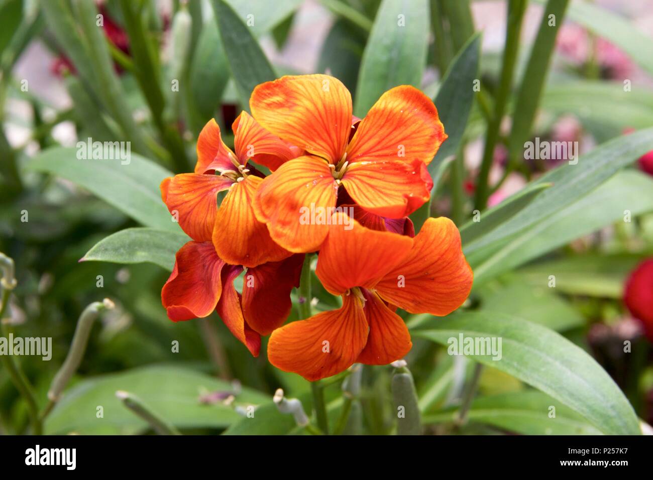 Orange Erysimum capitatum, also known as sanddune wallflower or western wallflower Stock Photo