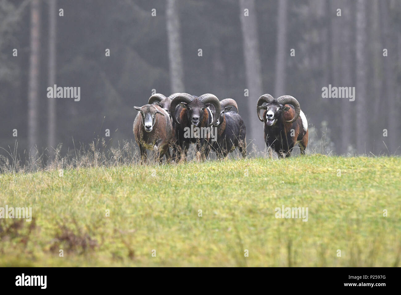Mufflons, flock, meadow, Stock Photo
