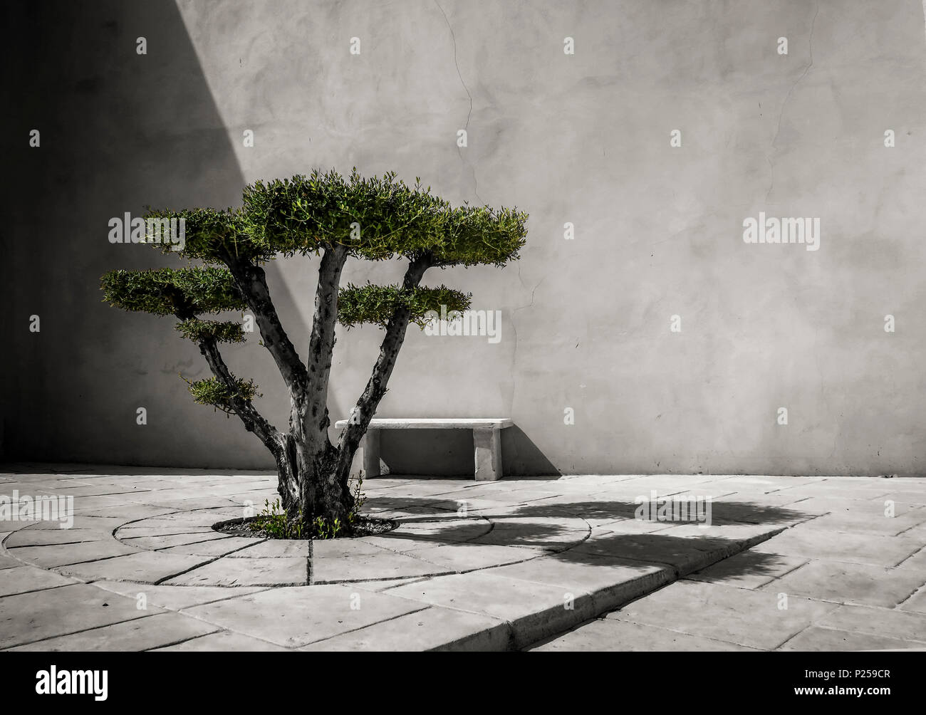 Olive tree cut in shape on deserted square Stock Photo