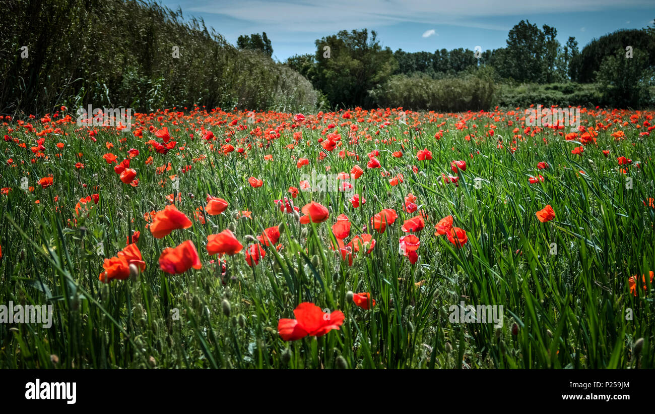 Poppy field france hi-res stock photography and images - Alamy