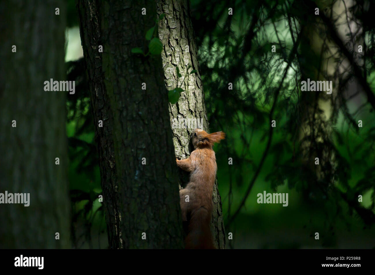 Red squirrel in Park Lazienki Krolewskie (Lazienki Park) in Warsaw, Poland. May 10th 2018 © Wojciech Strozyk / Alamy Stock Photo Stock Photo