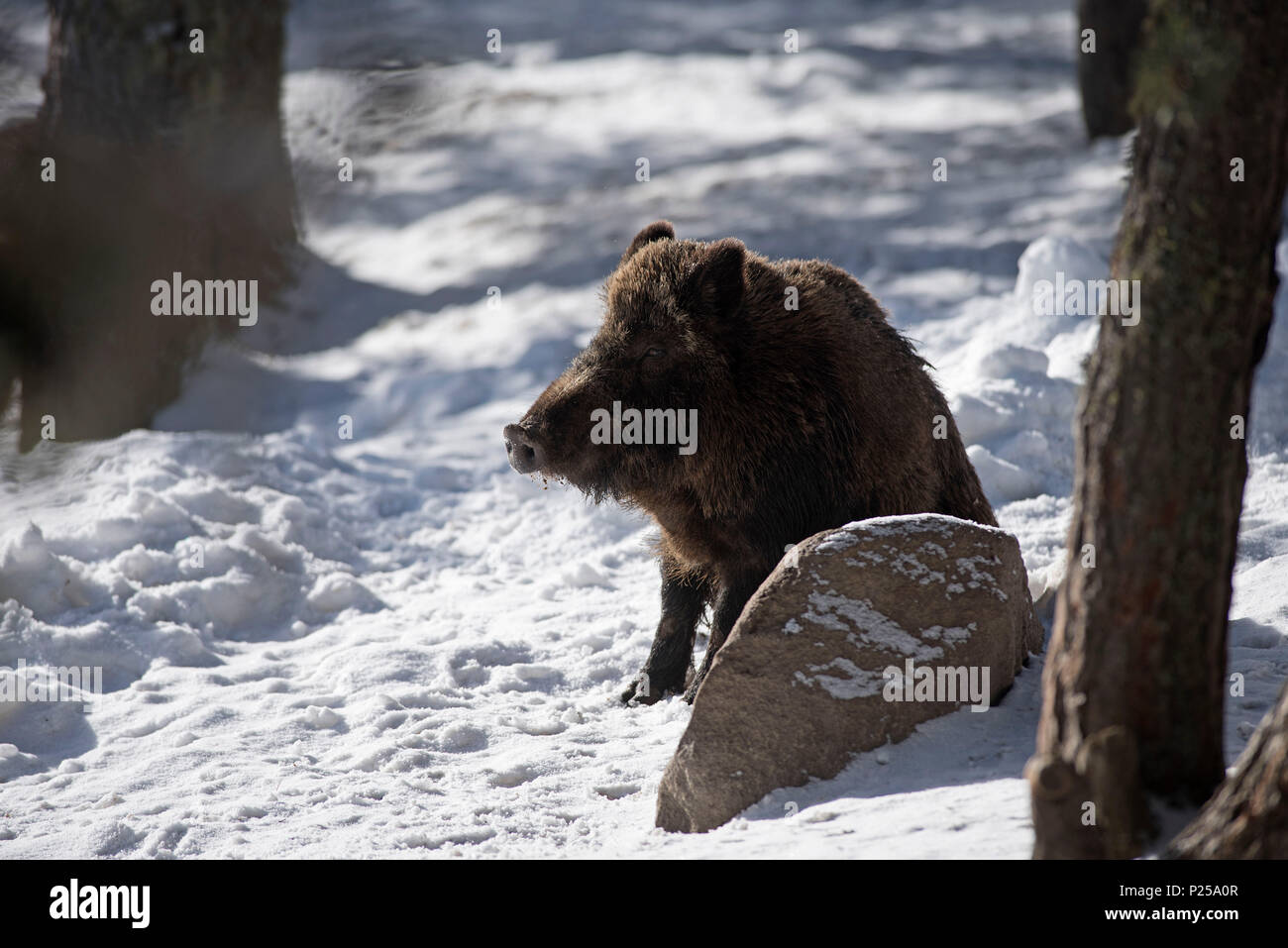 Wild boar in the snow (Sus scrofa), France Stock Photo