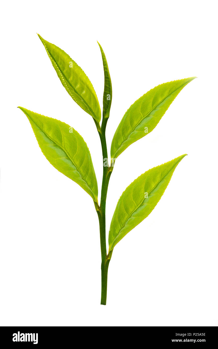 Green tea leaf isolated on white background Stock Photo Alamy
