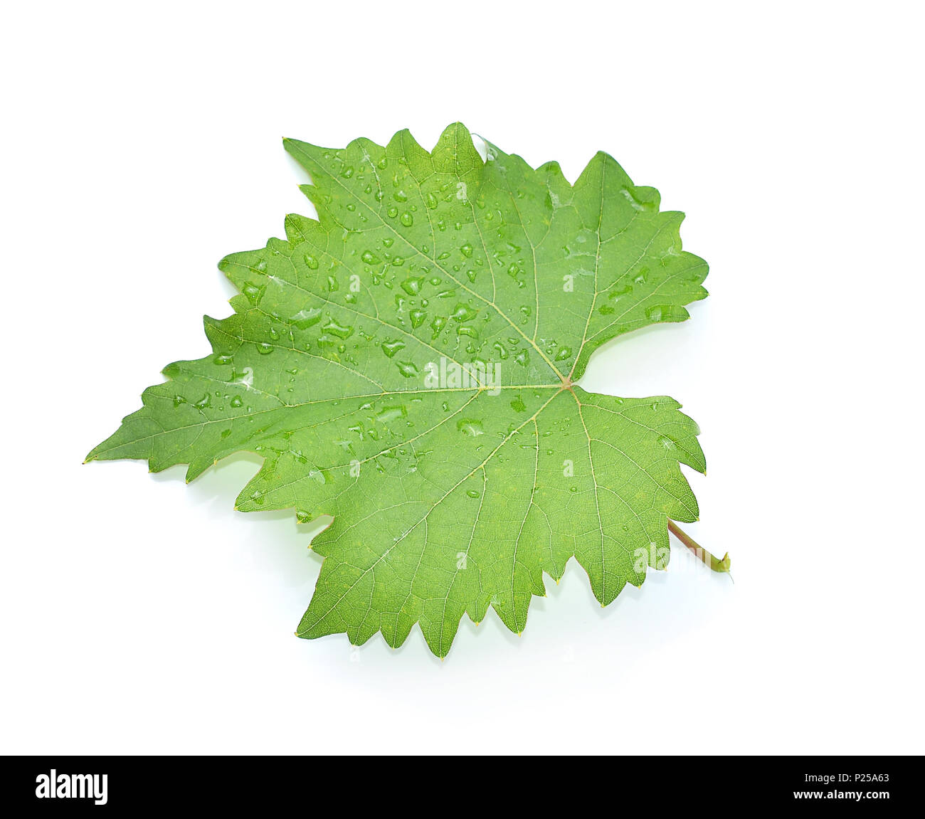 Leaves grape isolated on white background Stock Photo - Alamy