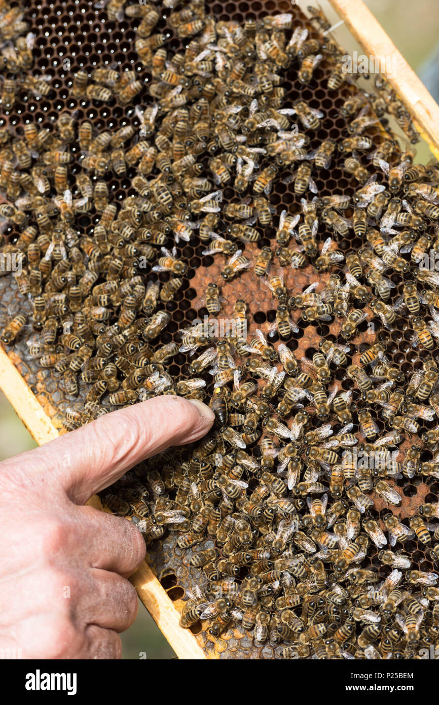 Bees, Italy, Trentino Alto-Adige, beekeeper, Apis mellifera Stock Photo