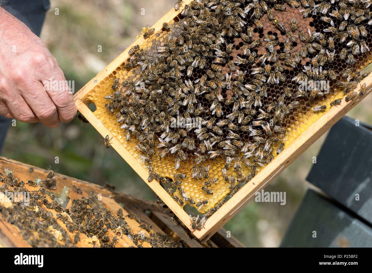 Bees, Italy, Trentino Alto-Adige, beekeeper, Apis mellifera Stock Photo