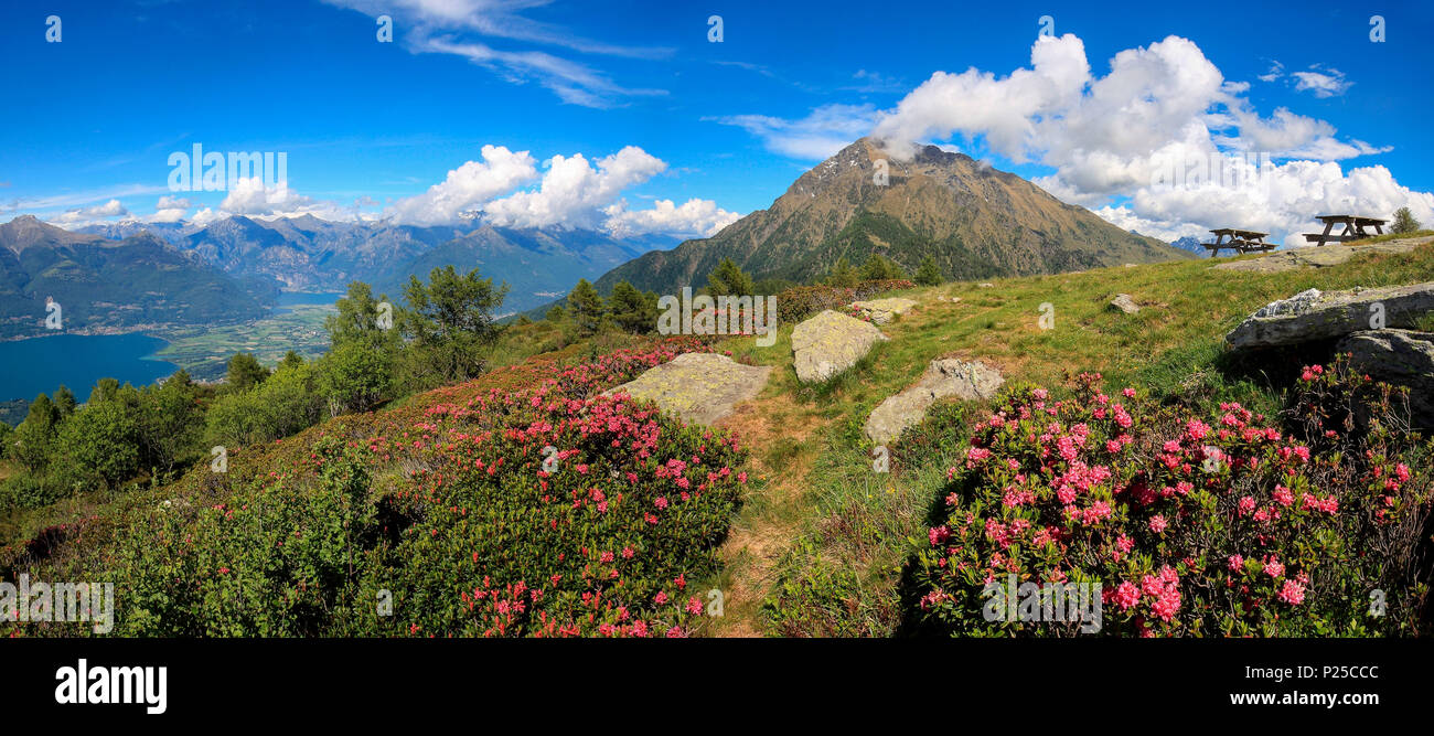 Blooming of rhododendrons from mount Legnoncino. Legnoncino, Introzzo, Valvarrone, Lake como, Lecco province, Lombardy, Italy, Europe Stock Photo