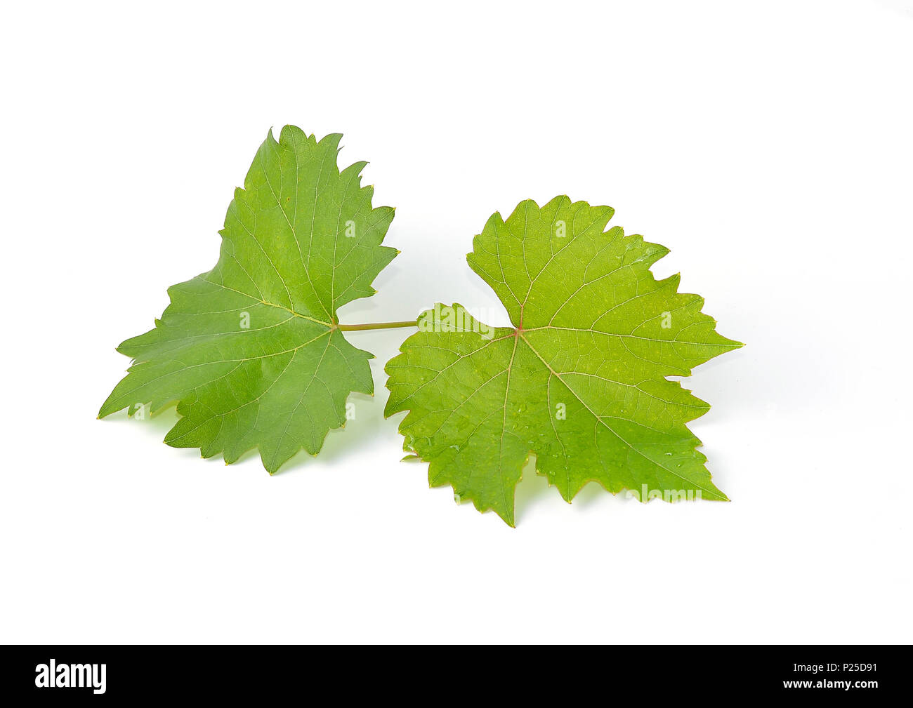 Leaves grape isolated on white background Stock Photo - Alamy