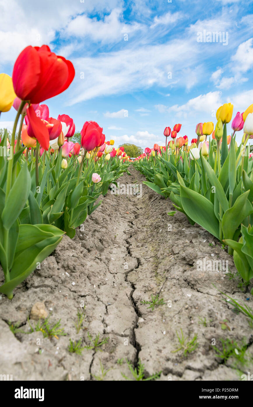 Pathway through multicoloured tulip field. Yersekendam, Zeeland province, Netherlands. Stock Photo