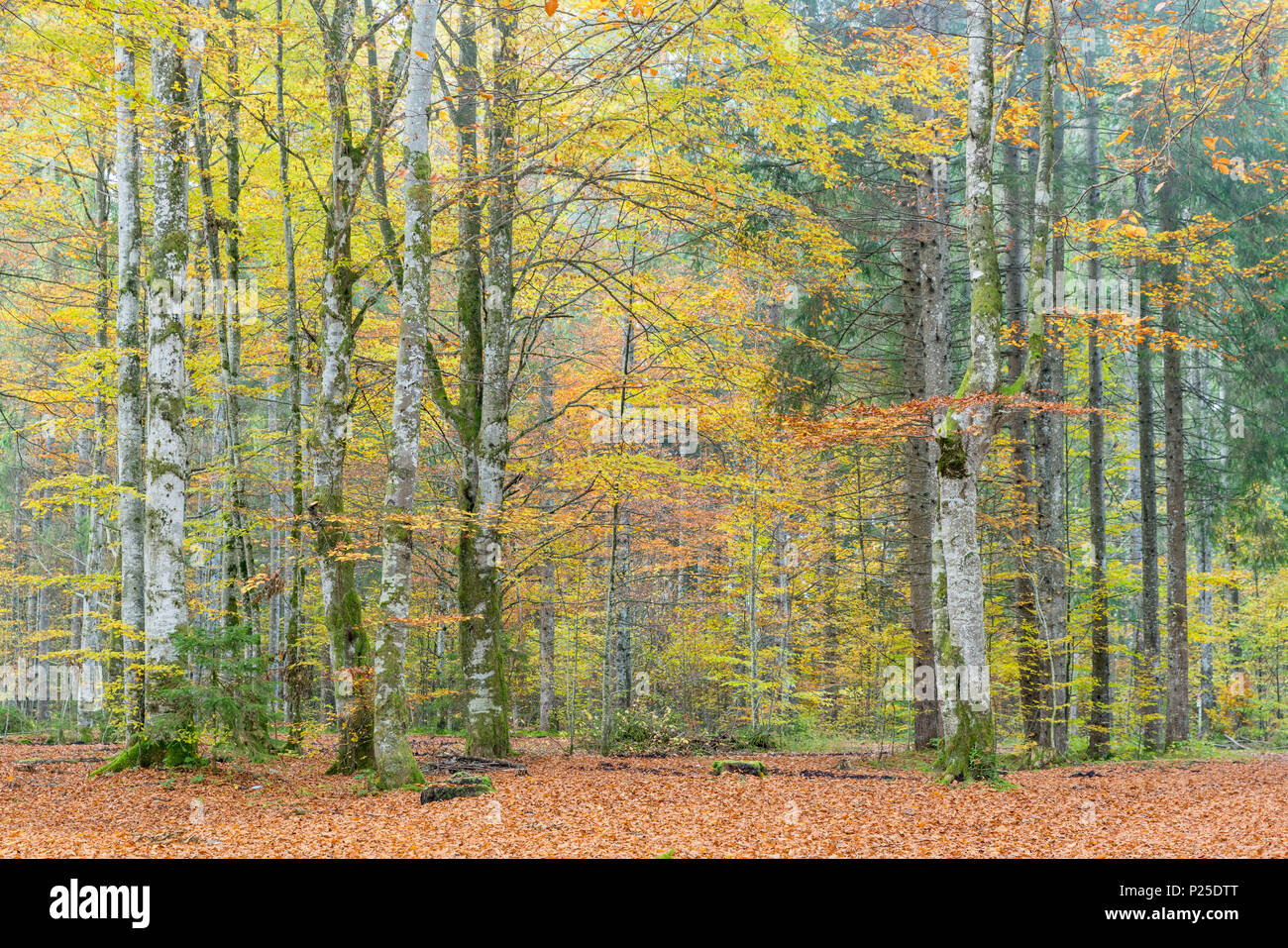 Beech tree forest in atutumn. Bad Tölz-Wolfratshausen district, Bavaria, Germany. Stock Photo