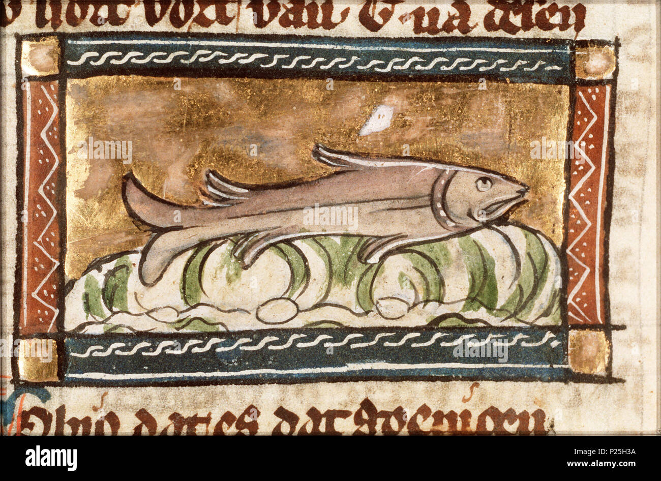 . Gobio (gudgeon kind of fish) - miniature from folio 115v from Der naturen bloeme (KB KA 16) by Jacob van Maerlant .  Gobio (gudgeon kind of fish) - miniature from folio 115v from Der naturen bloeme (KB KA 16) by Jacob van Maerlant Topics depicted in this miniature Bony fishes (gudgeon) (25F62(GUDGEON))   This miniature is part of the lefthand side folio 115v  . between circa 1340 and circa 1350.    Thomas of Cantimpré  (1201–1270)    Alternative names Thomas of Cantimpre  Description hagiographer, writer and priest  Date of birth/death 1201 1270  Location of birth Sint-Pieters-Leeuw  Authori Stock Photo