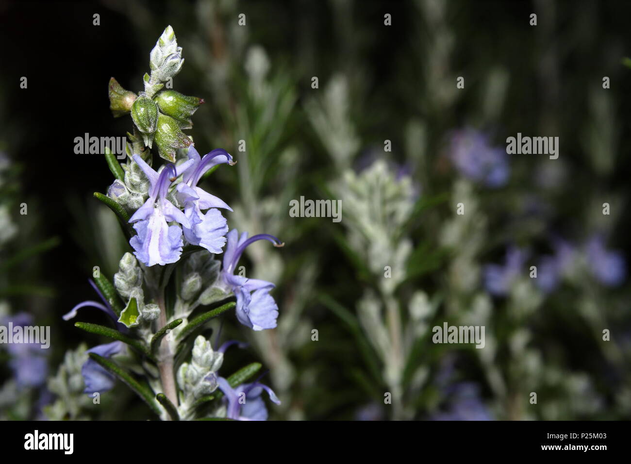Rosemary flowering in early winter Stock Photo Alamy
