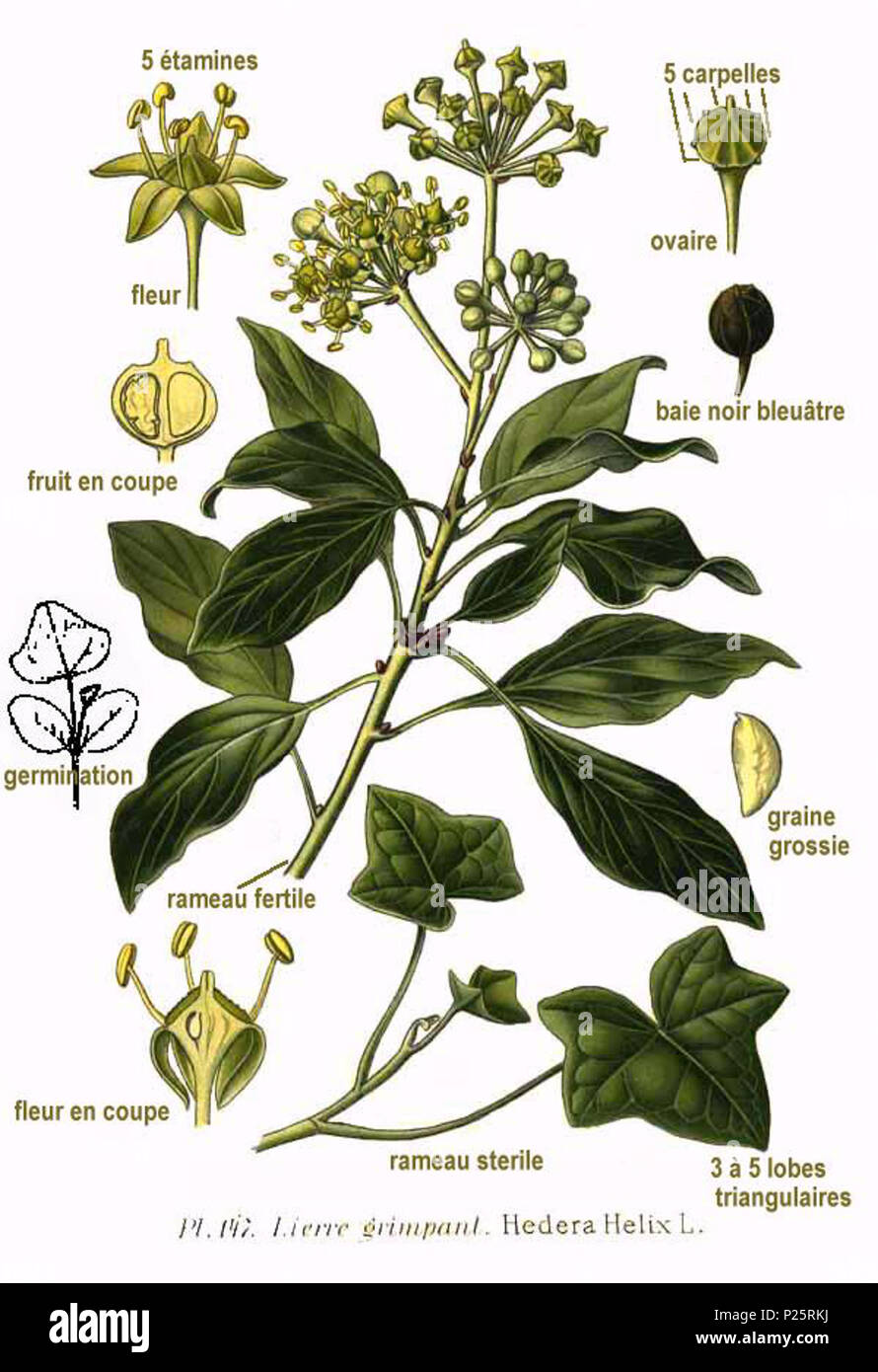 147 Hedera Helix L Stock Photo - Alamy