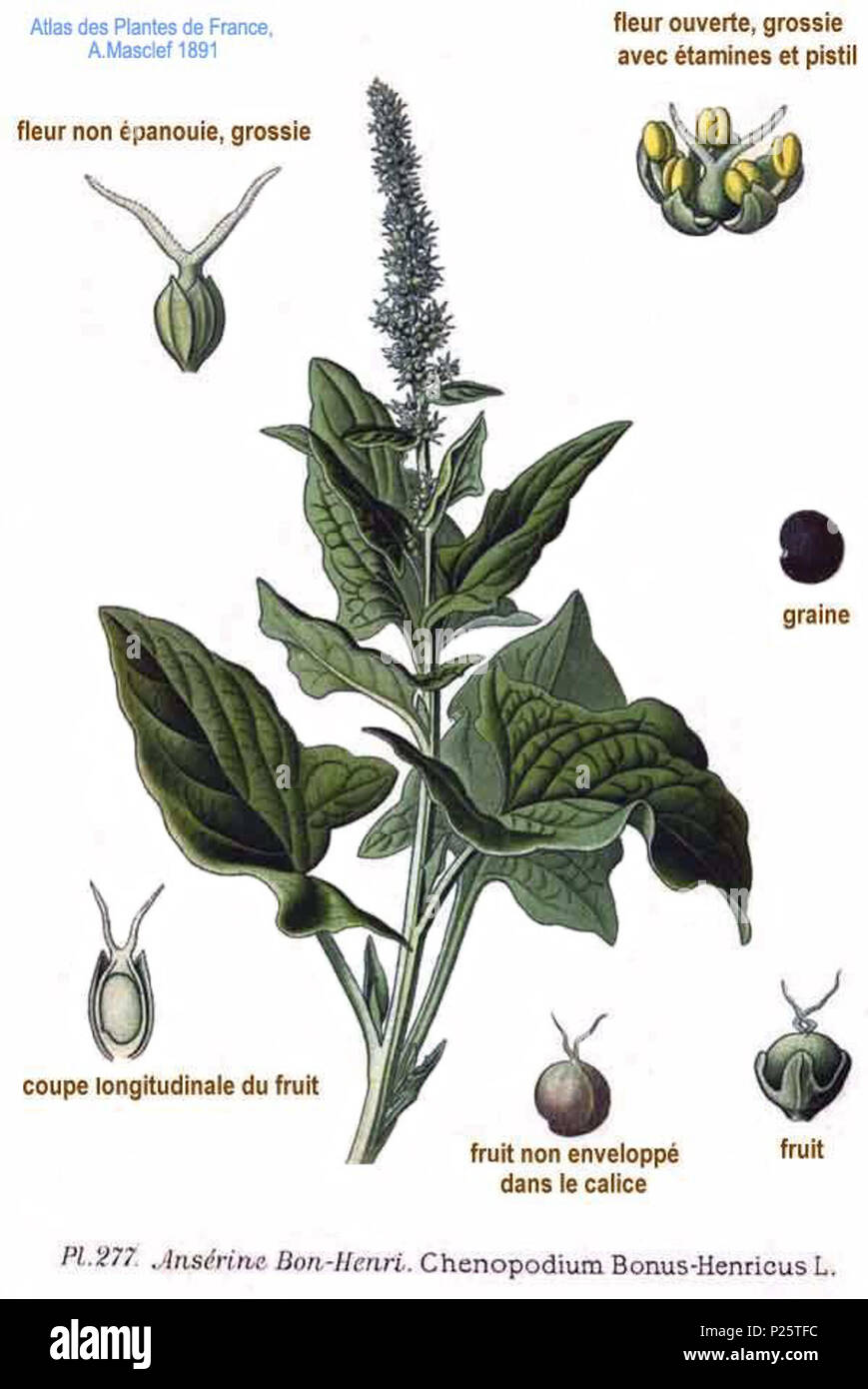 . Chenopodium bonus-henricus L. 31 January 2001.   Amédée Masclef  (1858–)    Alternative names Masclef  Description French botanist  Date of birth/death 1858 19..  Authority control  : Q18507759 VIAF: 233362923 ISNI: 0000 0003 6776 1587 LCCN: n88663684 Botanist: Masclef SUDOC: 035266805 WorldCat 3 277 Chenopodium bonus henricus L Stock Photo