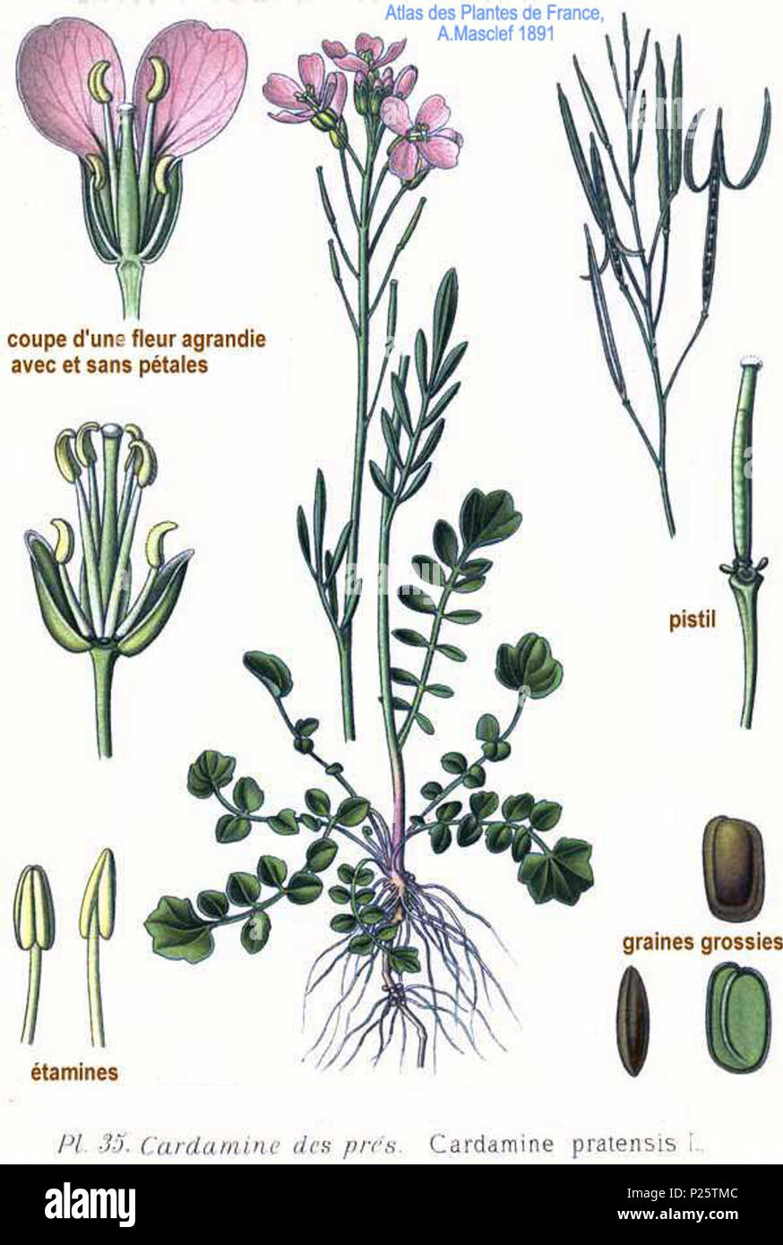 . Cardamine pratensis L. 31 January 2001.   Amédée Masclef  (1858–)    Alternative names Masclef  Description French botanist  Date of birth/death 1858 19..  Authority control  : Q18507759 VIAF: 233362923 ISNI: 0000 0003 6776 1587 LCCN: n88663684 Botanist: Masclef SUDOC: 035266805 WorldCat 3 35 Cardamine pratensis L Stock Photo