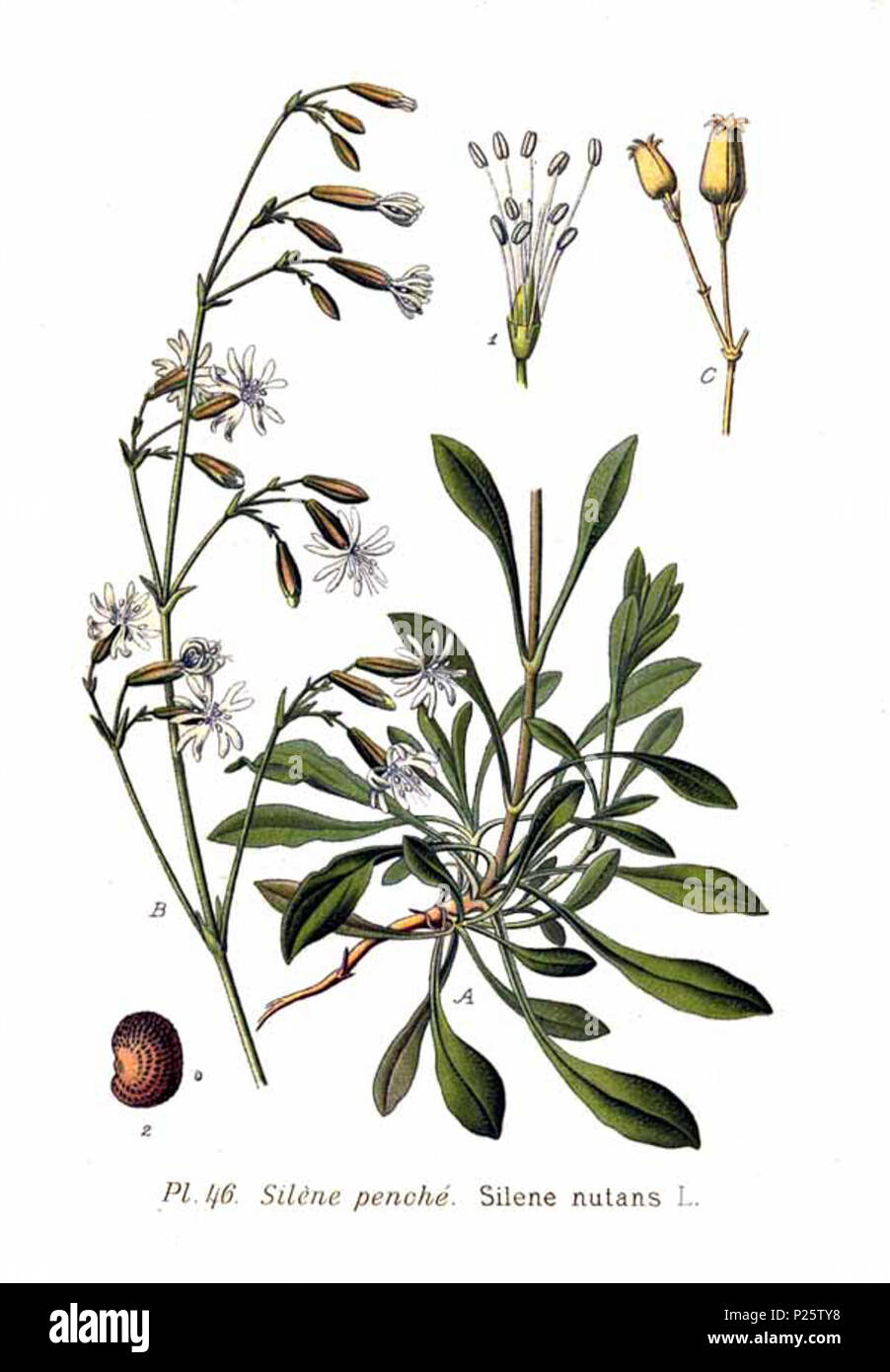 . Silene nutans L. 31 January 2001.   Amédée Masclef  (1858–)    Alternative names Masclef  Description French botanist  Date of birth/death 1858 19..  Authority control  : Q18507759 VIAF: 233362923 ISNI: 0000 0003 6776 1587 LCCN: n88663684 Botanist: Masclef SUDOC: 035266805 WorldCat 4 46 Silene nutans L Stock Photo