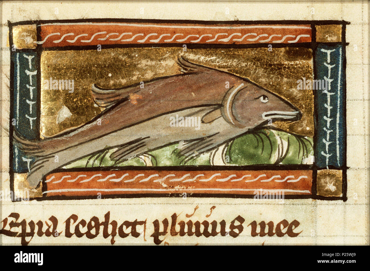 . Sepia (cuttle-fish) - miniature from folio 120v from Der naturen bloeme (KB KA 16) by Jacob van Maerlant .  Sepia (cuttle-fish) - miniature from folio 120v from Der naturen bloeme (KB KA 16) by Jacob van Maerlant Topics depicted in this miniature Molluscs: cuttle-fish (25F72(CUTTLE-FISH))   This miniature is part of the lefthand side folio 120v  . between circa 1340 and circa 1350.    Thomas of Cantimpré  (1201–1270)    Alternative names Thomas of Cantimpre  Description hagiographer, writer and priest  Date of birth/death 1201 1270  Location of birth Sint-Pieters-Leeuw  Authority control  :  Stock Photo