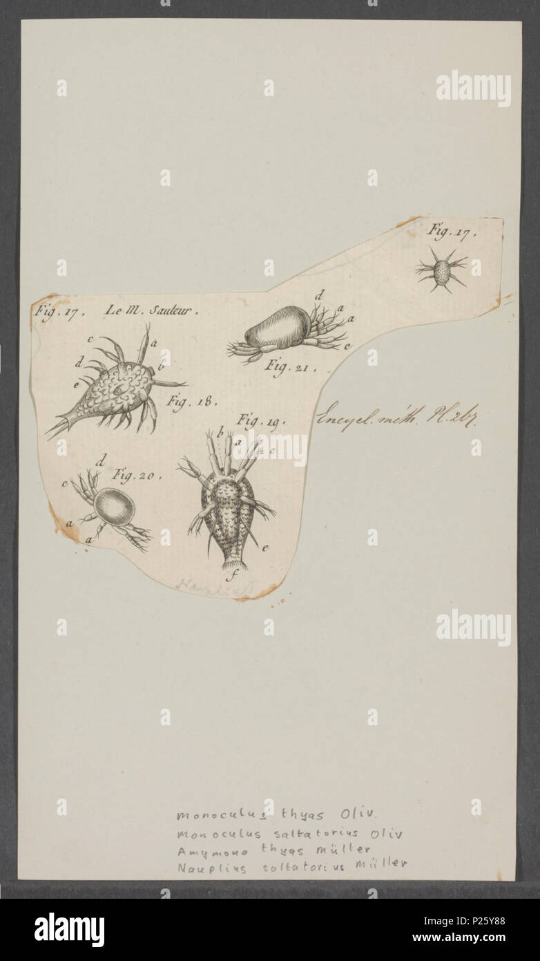 Monoculus thyas hi-res stock photography and images - Alamy