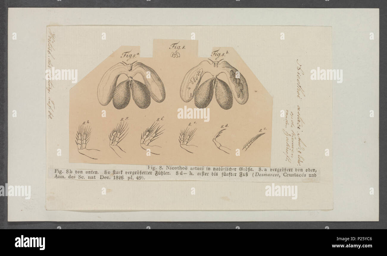 201 Nicothoë astaci - - Print - Iconographia Zoologica - Special Collections University of Amsterdam - UBAINV0274 100 03 0002 Stock Photo