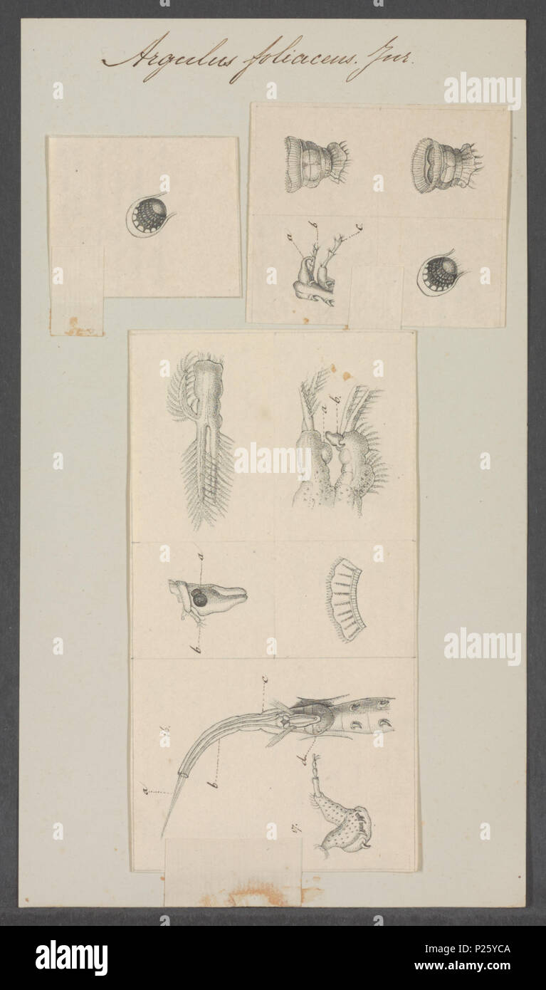 . Argulus foliaceus  22 Argulus foliaceus - - Print - Iconographia Zoologica - Special Collections University of Amsterdam - UBAINV0274 100 03 0005 Stock Photo