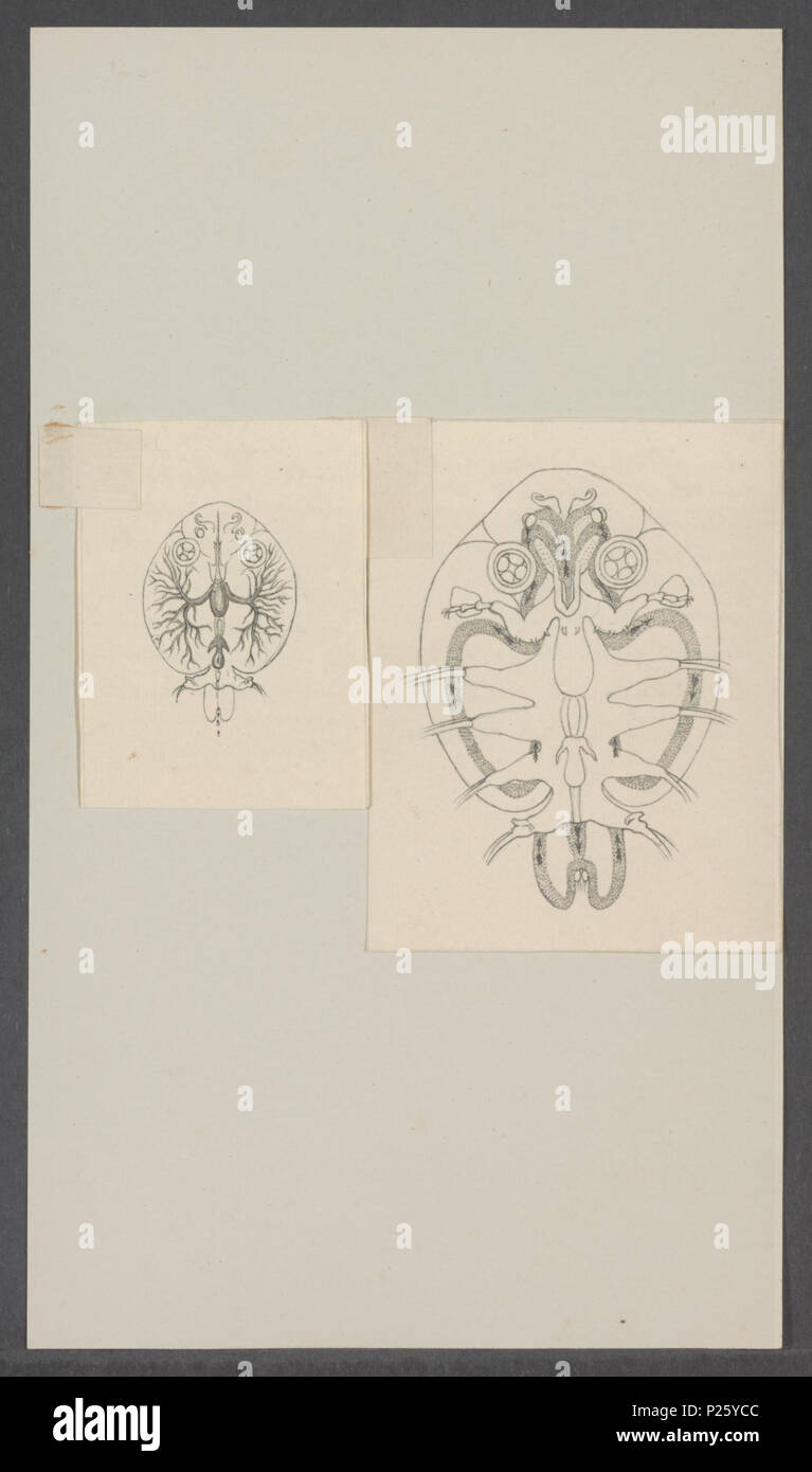 . Argulus foliaceus - doorsnede  22 Argulus foliaceus - doorsnede - - Print - Iconographia Zoologica - Special Collections University of Amsterdam - UBAINV0274 100 03 0006 Stock Photo