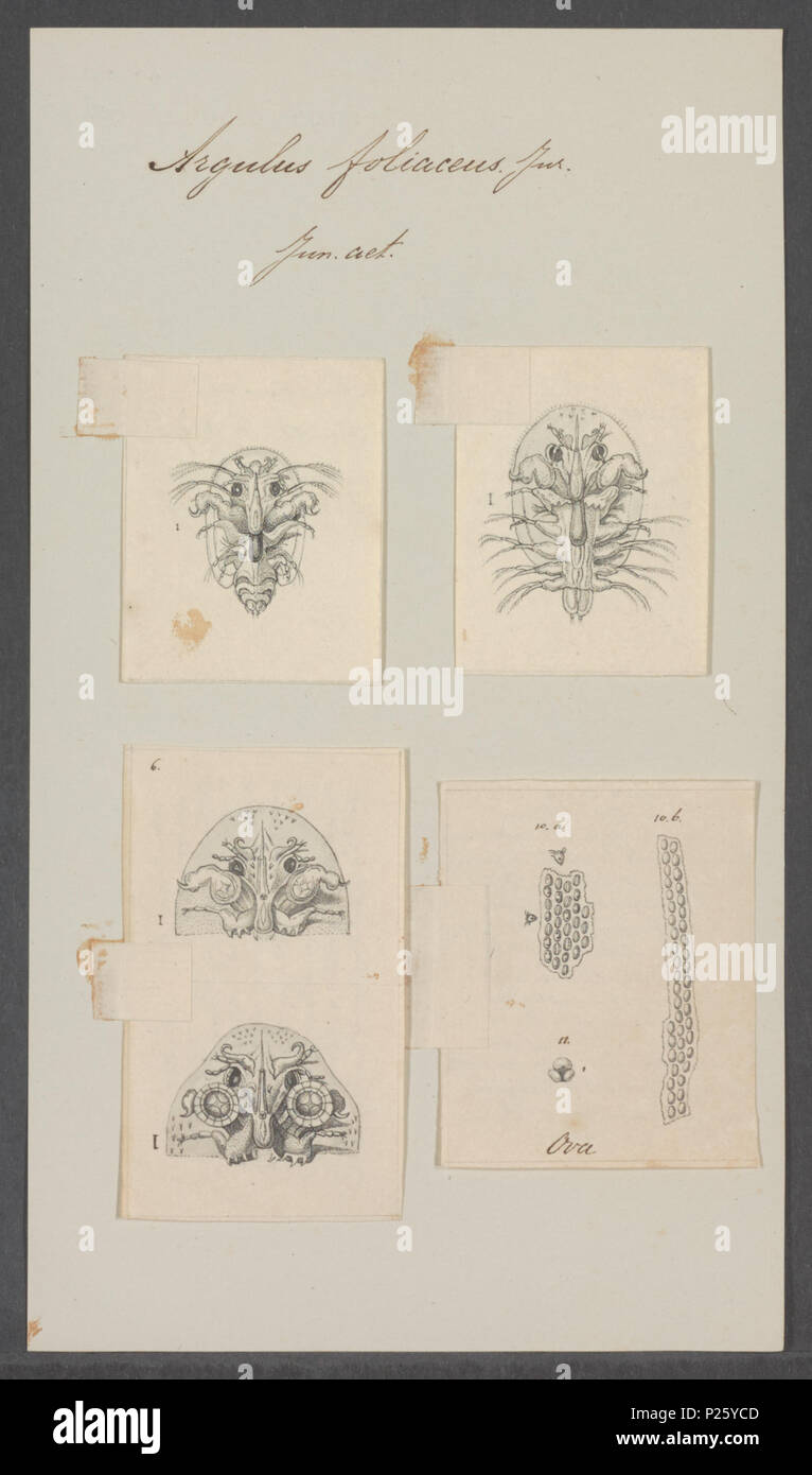 . Argulus foliaceus  22 Argulus foliaceus - - Print - Iconographia Zoologica - Special Collections University of Amsterdam - UBAINV0274 100 03 0007 Stock Photo