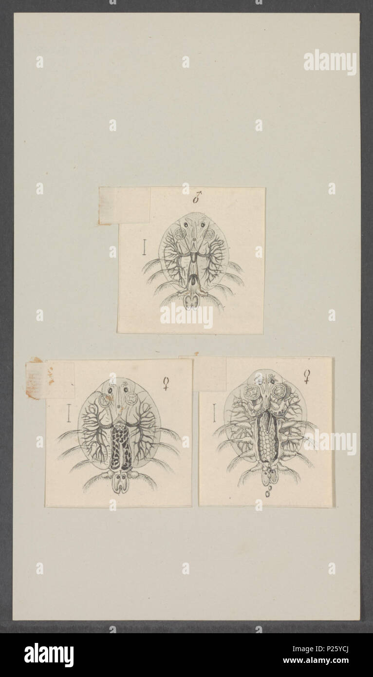 . Argulus foliaceus  22 Argulus foliaceus - - Print - Iconographia Zoologica - Special Collections University of Amsterdam - UBAINV0274 100 03 0008 Stock Photo