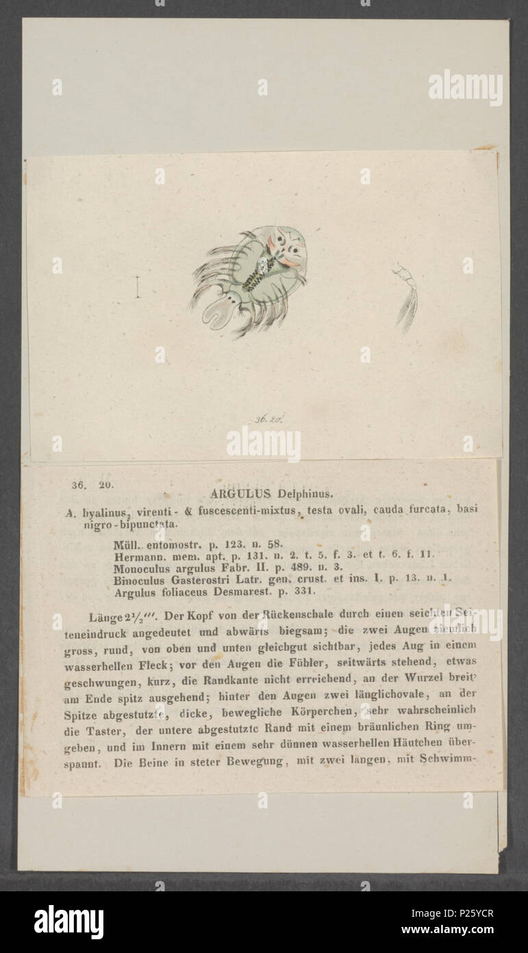 . Argulus delphinus  22 Argulus delphinus - - Print - Iconographia Zoologica - Special Collections University of Amsterdam - UBAINV0274 100 03 0010 Stock Photo