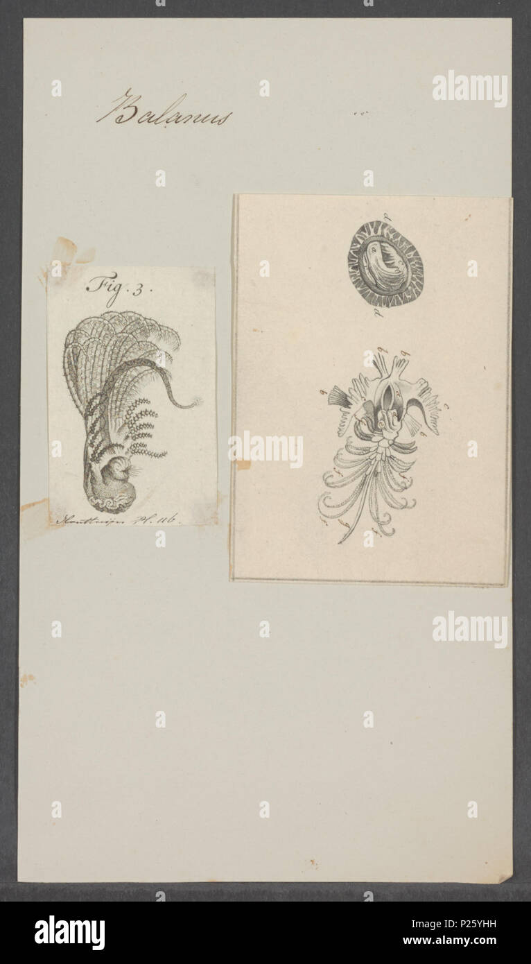 . Balanus spec 26 Balanus spec. - - Print - Iconographia Zoologica - Special Collections University of Amsterdam - UBAINV0274 101 02 0002 Stock Photo
