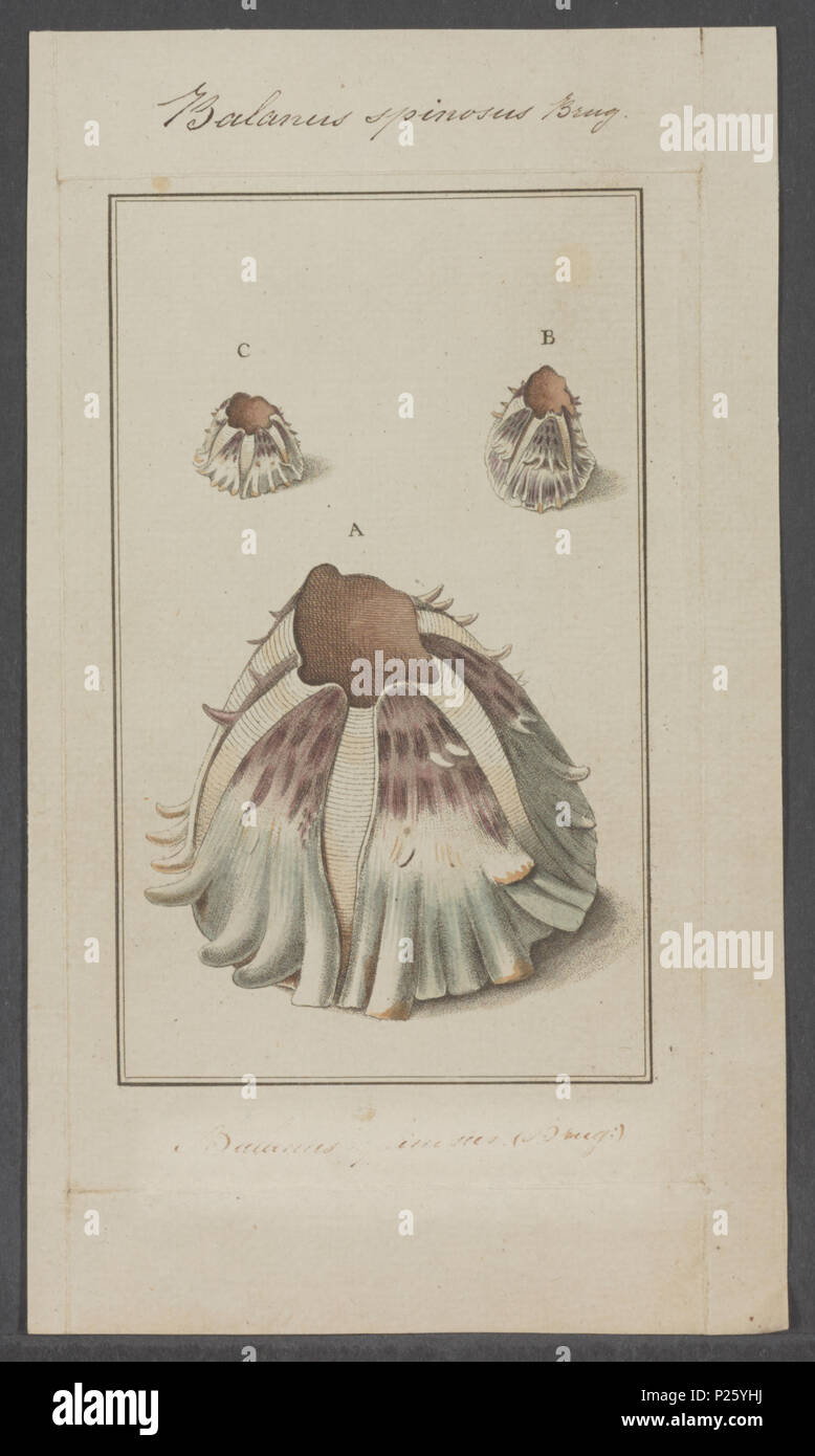 . Balanus spinosus 26 Balanus spinosus - - Print - Iconographia ...
