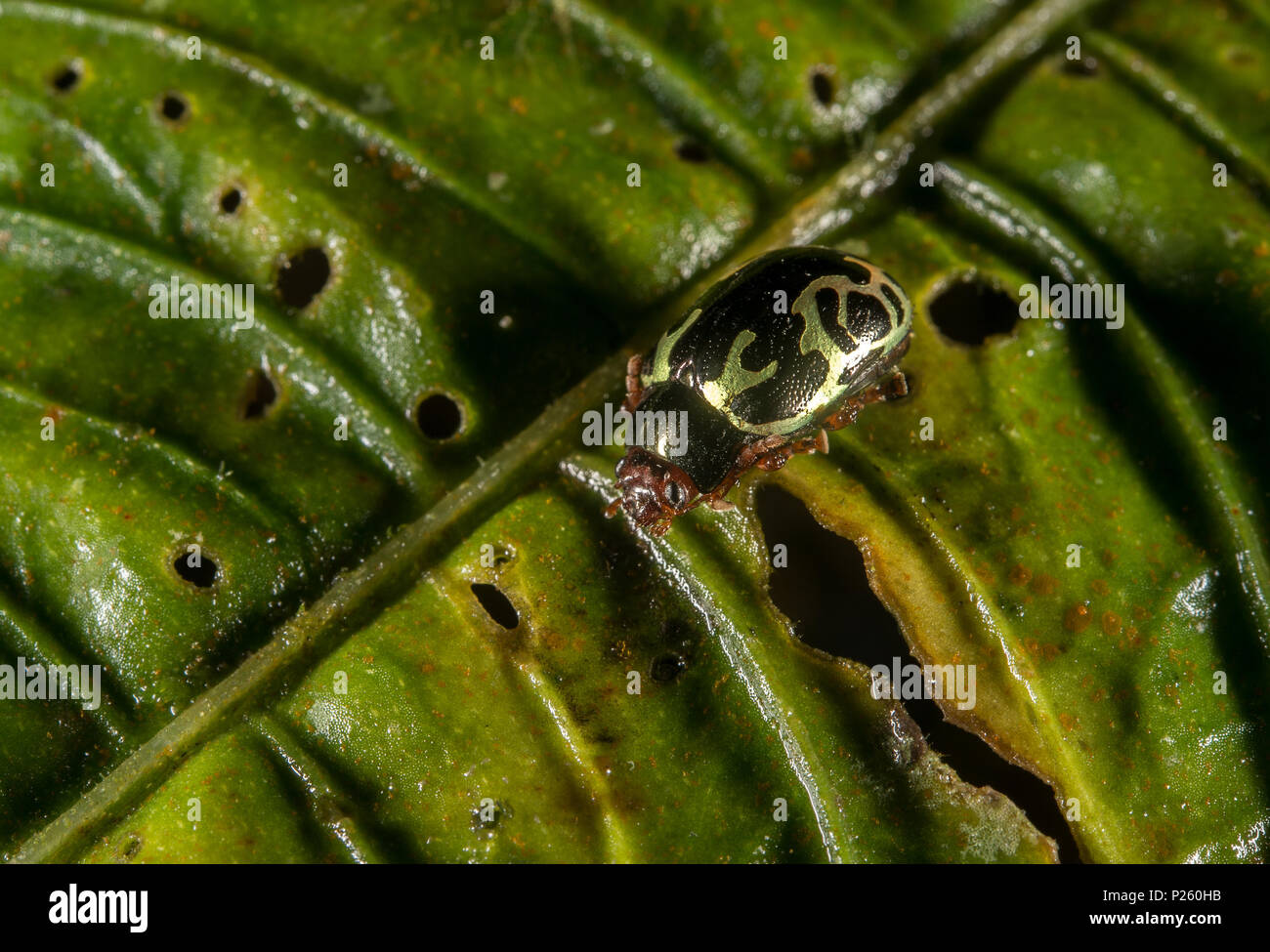 Leaf Beetle, Zygogramma violaceomaculata, Coleoptera Chrysomelidae, Santa Elena Cloud Forest Reserve, Costa Rica, Centroamerica Stock Photo