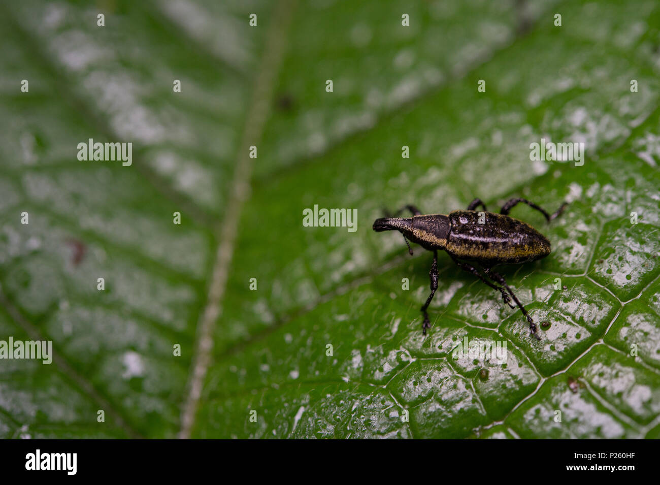 Weevil,  Coleoptera, Curculionidae, Santa Elena cloud forest Reserve, Costa Rica, Centroamerica Stock Photo